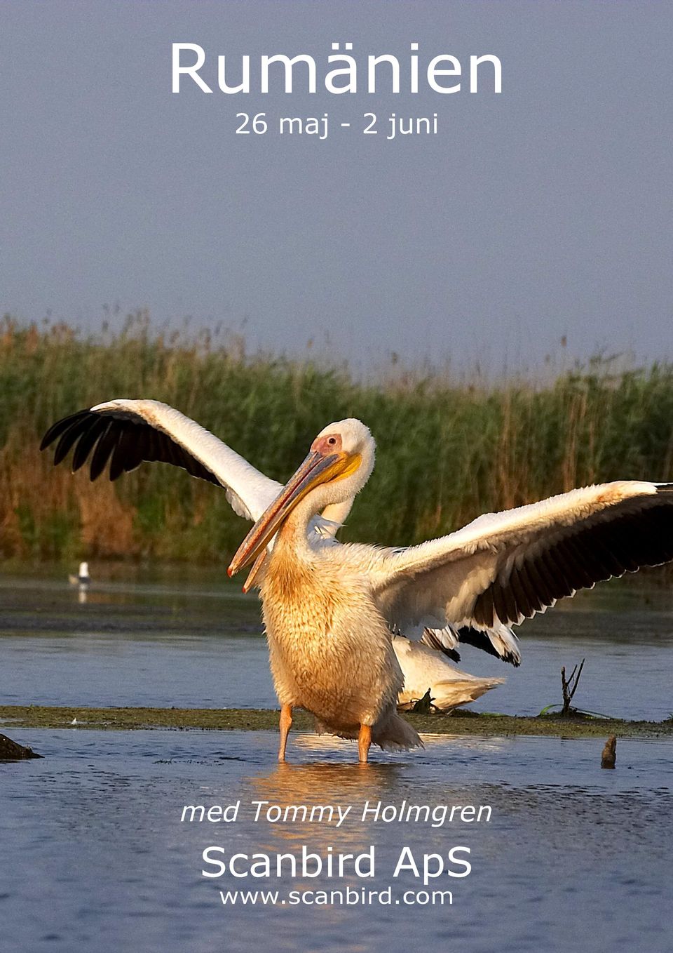 Holmgren Scanbird