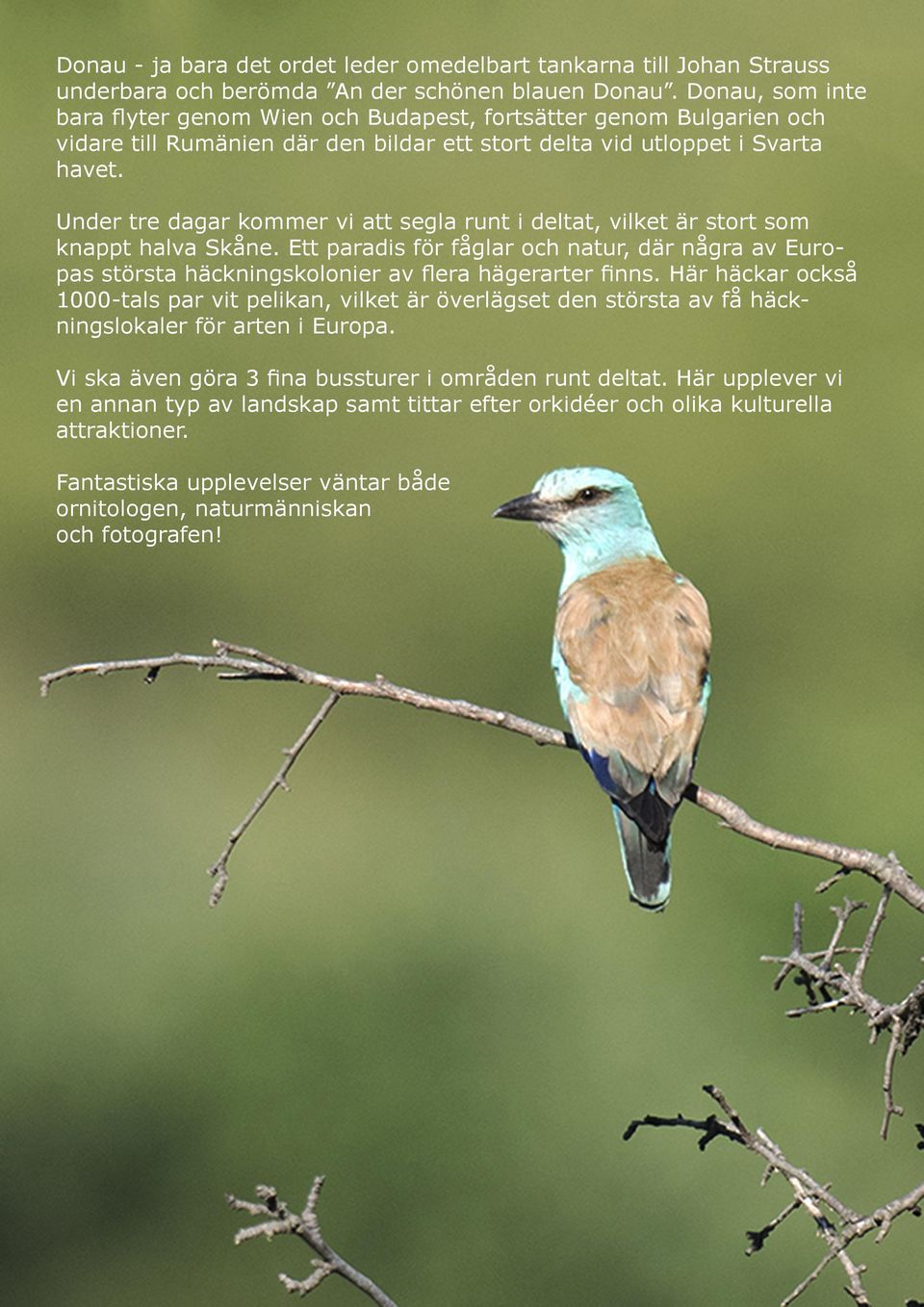 Under tre dagar kommer vi att segla runt i deltat, vilket är stort som knappt halva Skåne. Ett paradis för fåglar och natur, där några av Europas största häckningskolonier av flera hägerarter finns.