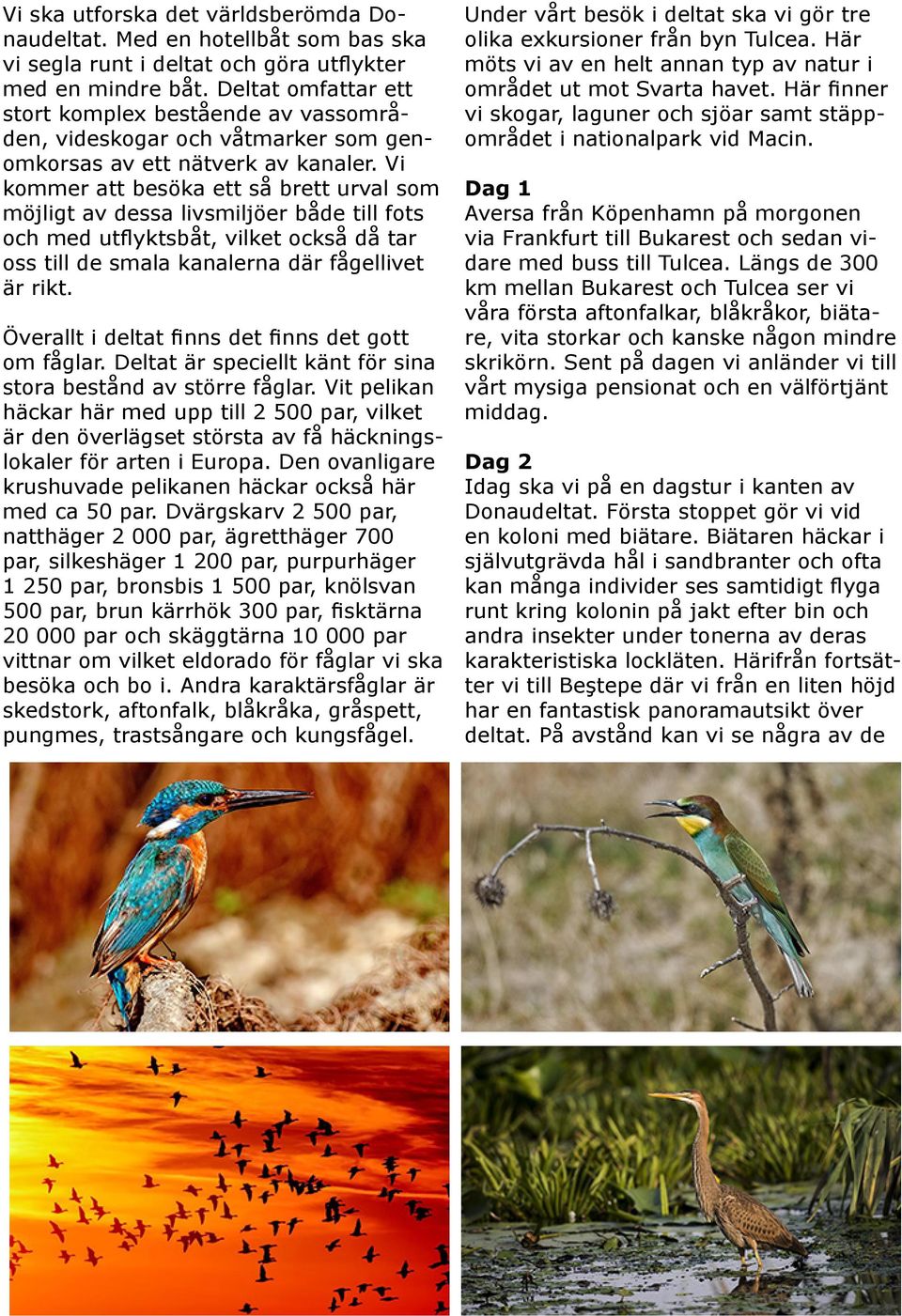 Vi kommer att besöka ett så brett urval som möjligt av dessa livsmiljöer både till fots och med utflyktsbåt, vilket också då tar oss till de smala kanalerna där fågellivet är rikt.