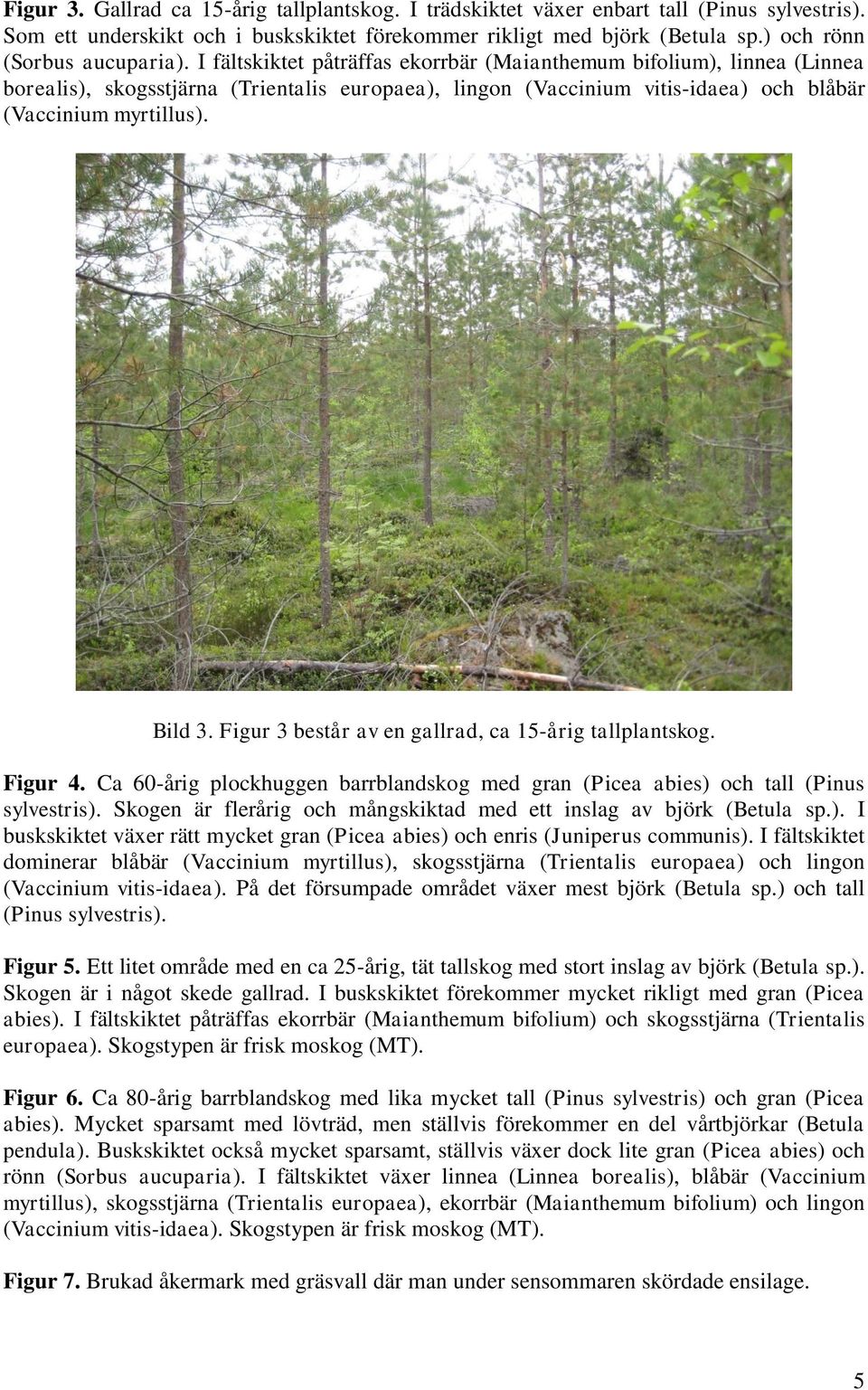 I fältskiktet påträffas ekorrbär (Maianthemum bifolium), linnea (Linnea borealis), skogsstjärna (Trientalis europaea), lingon (Vaccinium vitis-idaea) och blåbär (Vaccinium myrtillus). Bild 3.