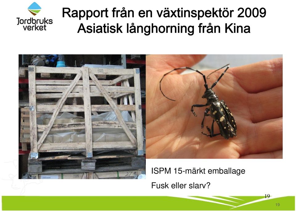 långhorning från Kina ISPM