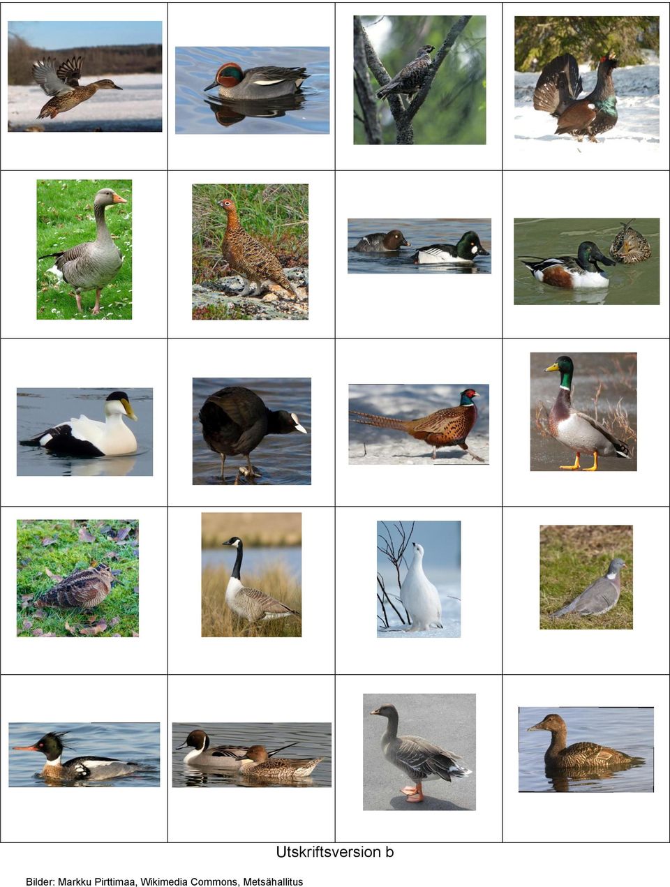 Wikimedia Commons,
