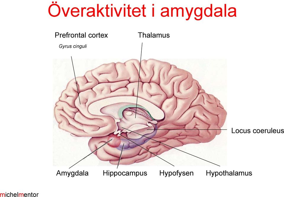 Gyrus cinguli Locus coeruleus