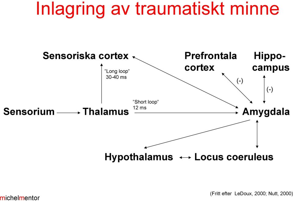 Short loop 12 ms Sensorium Thalamus Amygdala (-) (-)