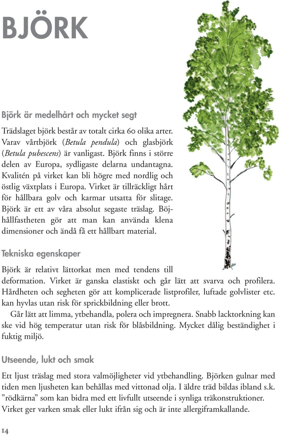 Virket är tillräckligt hårt för hållbara golv och karmar utsatta för slitage. Björk är ett av våra absolut segaste träslag.