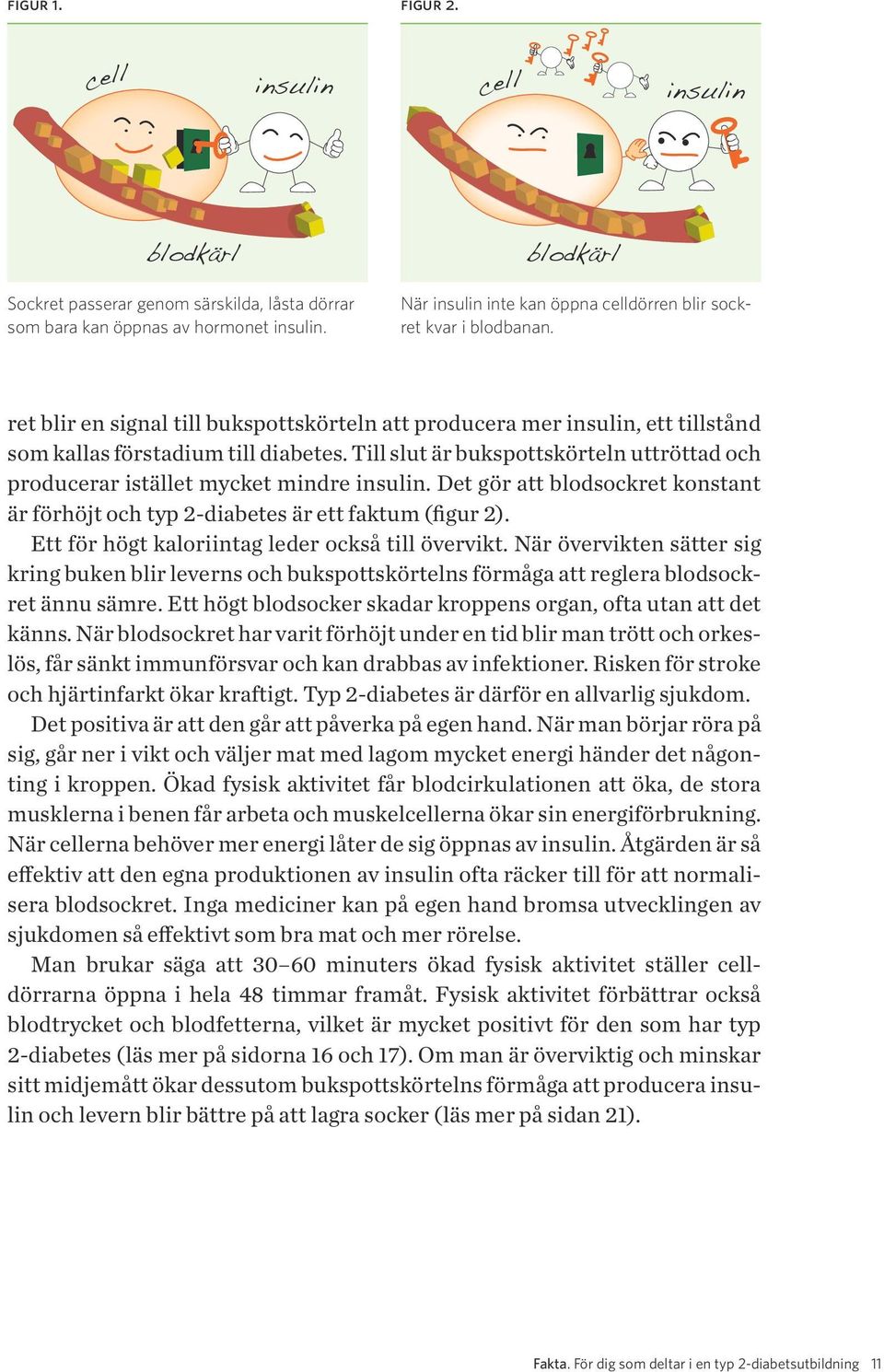 Till slut är bukspottskörteln uttröttad och producerar istället mycket mindre insulin. Det gör att blodsockret konstant är förhöjt och typ 2-diabetes är ett faktum (figur 2).