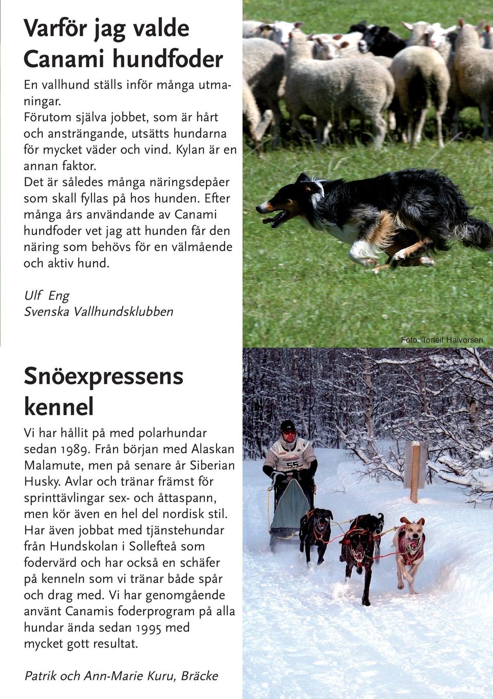 Ulf Eng Svenska Vallhundsklubben Foto: Torleif Halvorsen Snöexpressens kennel Vi har hållit på med polarhundar sedan 1989. Från början med Alaskan Malamute, men på senare år Siberian Husky.