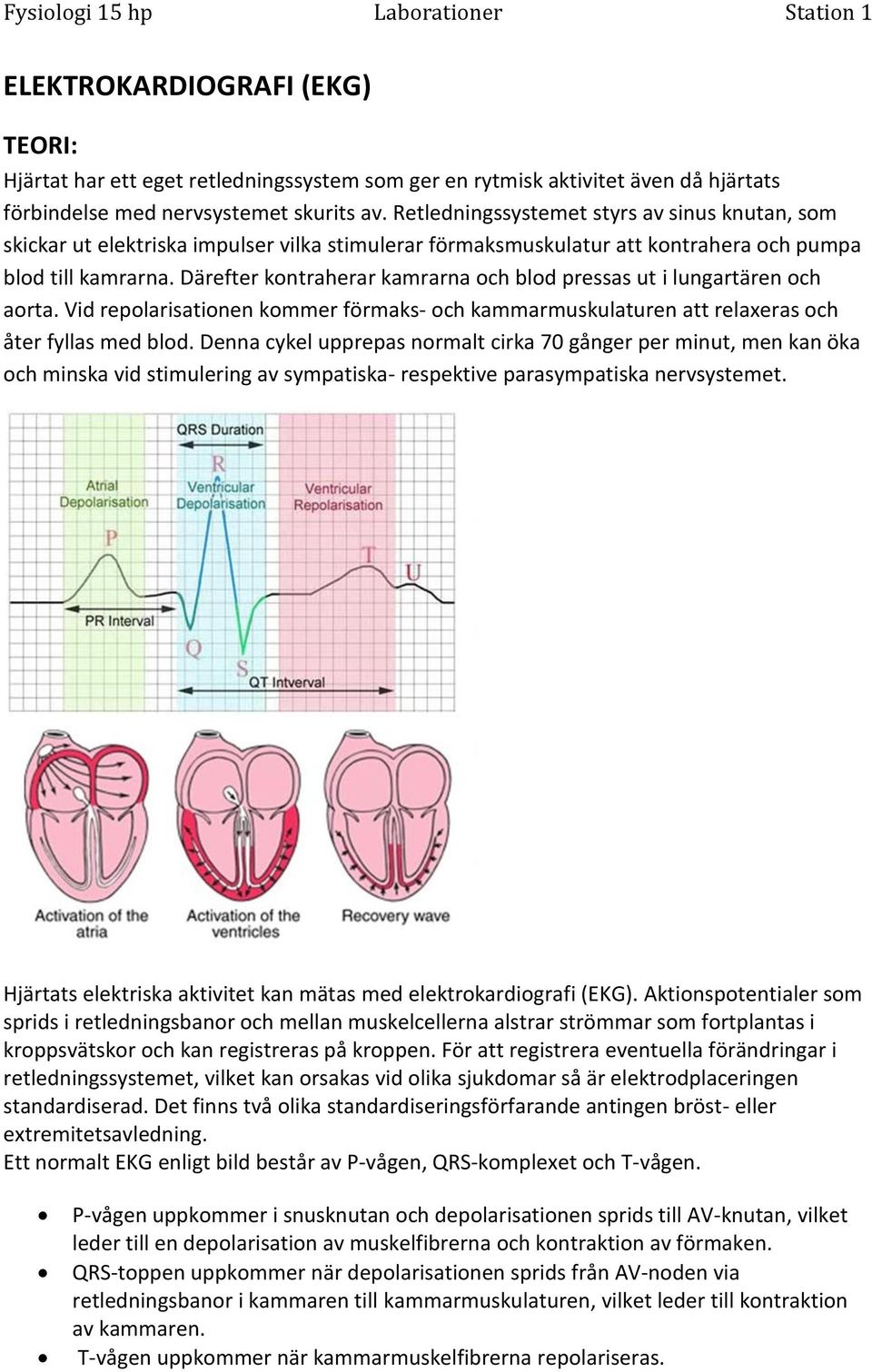 Därefter kontraherar kamrarna och blod pressas ut i lungartären och aorta. Vid repolarisationen kommer förmaks- och kammarmuskulaturen att relaxeras och åter fyllas med blod.