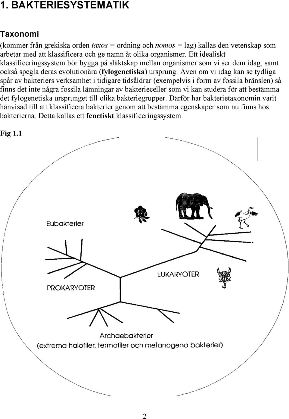 Även om vi idag kan se tydliga spår av bakteriers verksamhet i tidigare tidsåldrar (exempelvis i form av fossila bränslen) så finns det inte några fossila lämningar av bakterieceller som vi kan