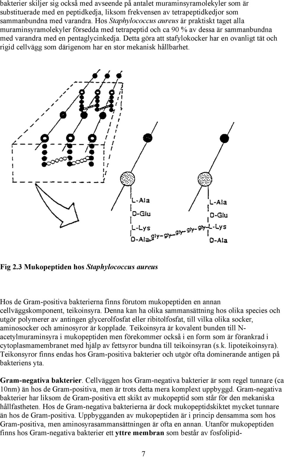 Detta göra att stafylokocker har en ovanligt tät och rigid cellvägg som därigenom har en stor mekanisk hållbarhet. Fig 2.