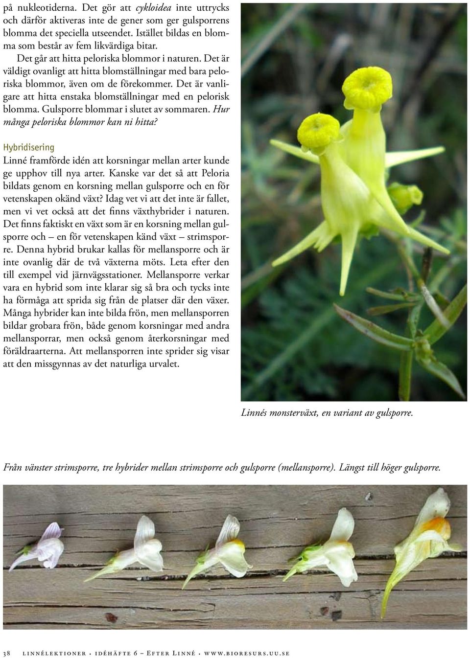 Det är väldigt ovanligt att hitta blomställningar med bara peloriska blommor, även om de förekommer. Det är vanligare att hitta enstaka blomställningar med en pelorisk blomma.