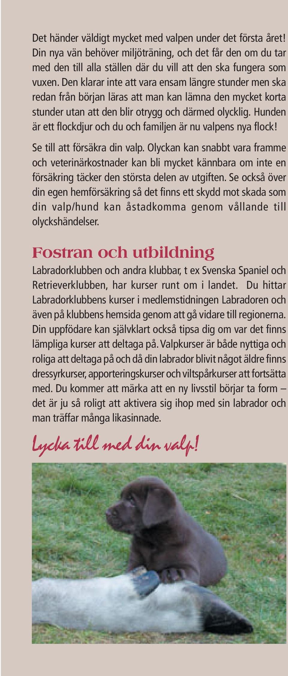 Hunden är ett flockdjur och du och familjen är nu valpens nya flock! Se till att försäkra din valp.