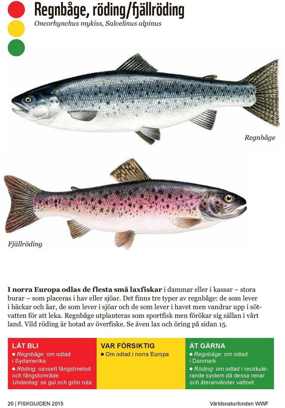 Regnbåge utplanteras som sportfisk men förökar sig sällan i vårt land. Vild röding är hotad av överfiske. Se även lax och öring på sidan 15.