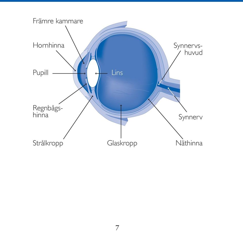 Synnerv Strålkropp Glaskropp Näthinna