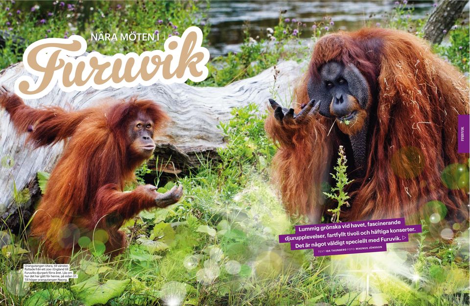 w TEXT IDA THUNBERG FOTO MAGNUS JÖNSSON Orangutangen Utara, till vänster, flyttade från ett zoo