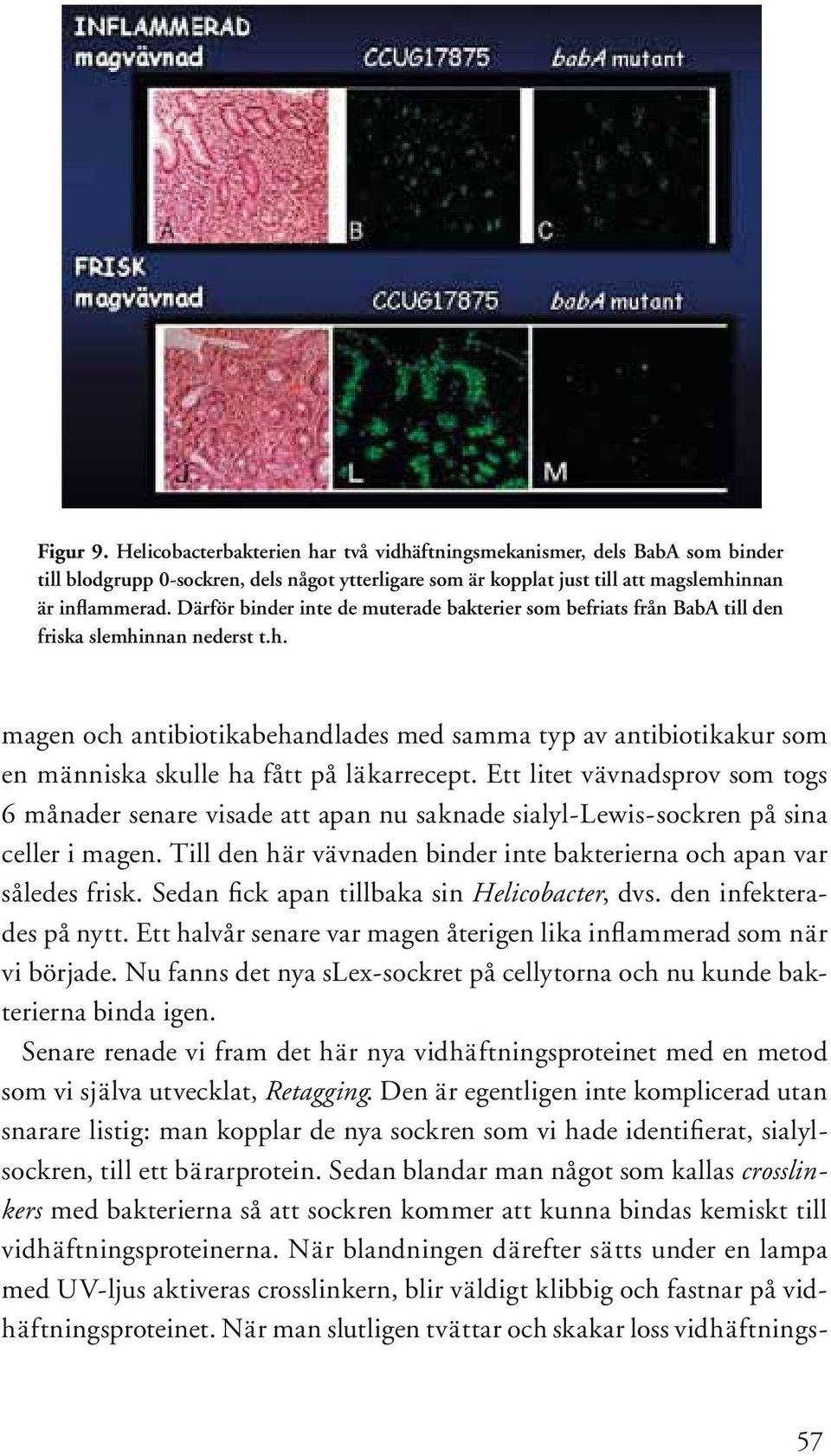 Ett litet vävnadsprov som togs 6 månader senare visade att apan nu saknade sialyl-lewis-sockren på sina celler i magen. Till den här vävnaden binder inte bakterierna och apan var således frisk.