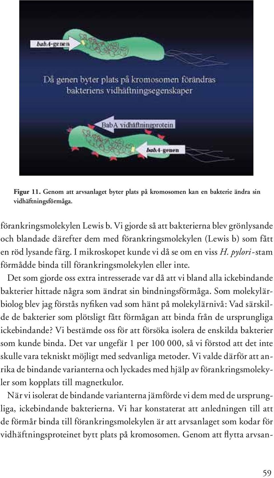 pylori-stam förmådde binda till förankringsmolekylen eller inte. Det som gjorde oss extra intresserade var då att vi bland alla ickebindande bakterier hittade några som ändrat sin bindningsförmåga.