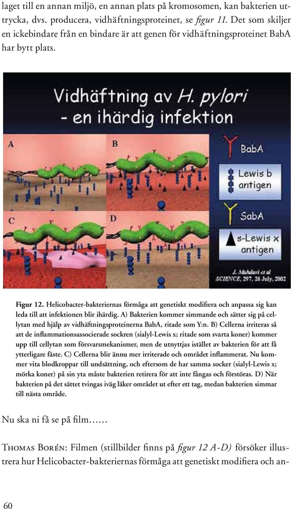 Helicobacter-bakteriernas förmåga att genetiskt modifiera och anpassa sig kan leda till att infektionen blir ihärdig.