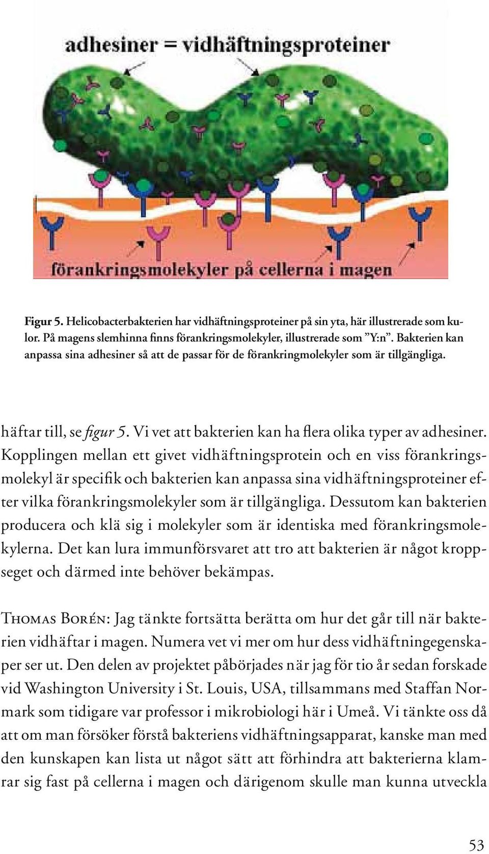 Kopplingen mellan ett givet vidhäftningsprotein och en viss förankringsmolekyl är specifi k och bakterien kan anpassa sina vidhäftningsproteiner efter vilka förankringsmolekyler som är tillgängliga.