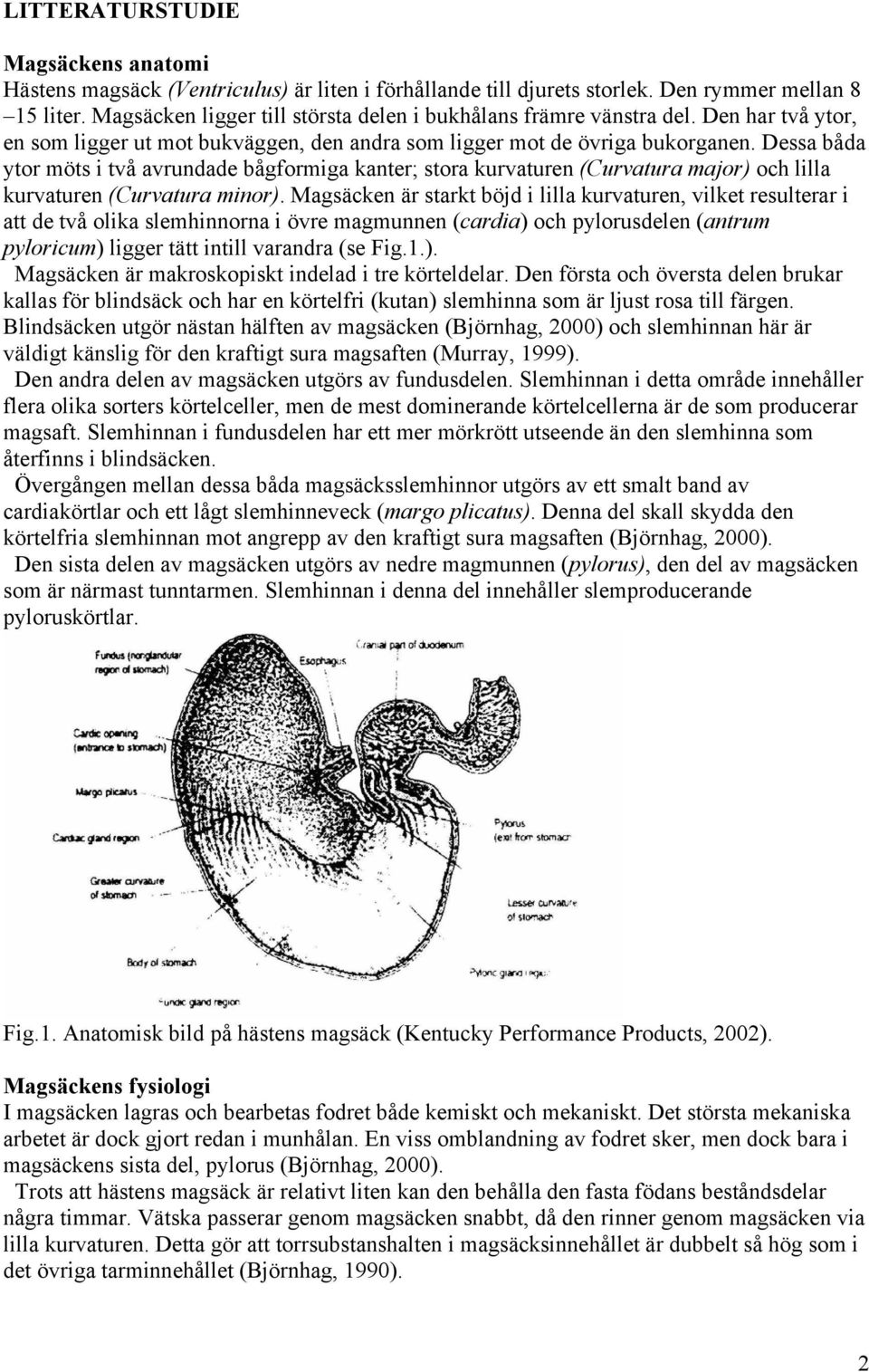 Dessa båda ytor möts i två avrundade bågformiga kanter; stora kurvaturen (Curvatura major) och lilla kurvaturen (Curvatura minor).