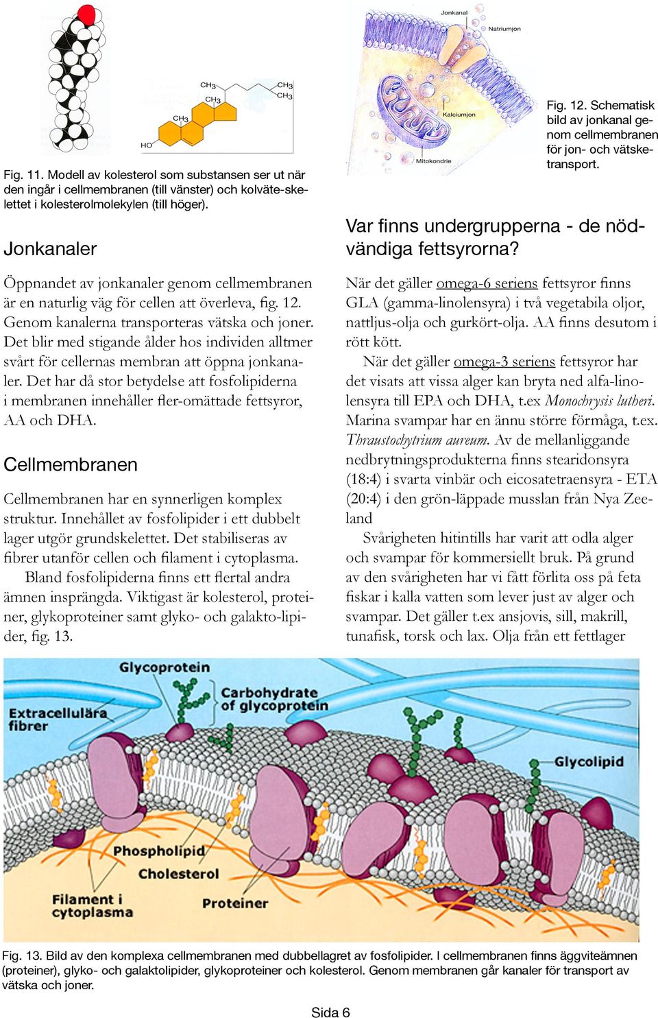 Det blir med stigande ålder hos individen alltmer svårt för cellernas membran att öppna jonkanaler.