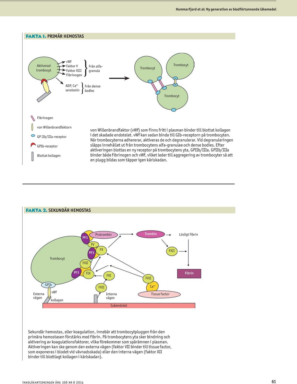 GPI-receptor Blottt kollgen von Willenrndfktor (vwf) som finns fritt i plsmn inder till lottt kollgen i det skdde endotelet. vwf kn sedn ind till GI-receptorn på tromocyten.
