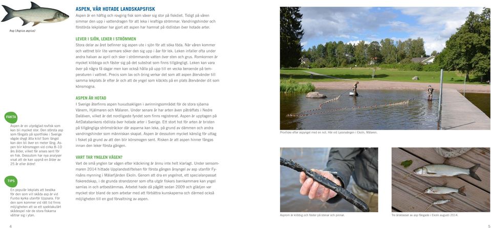 LEVER I SJÖN, LEKER I STRÖMMEN Stora delar av året befinner sig aspen ute i sjön för att söka föda. När våren kommer och vattnet blir lite varmare söker den sig upp i åar för lek.