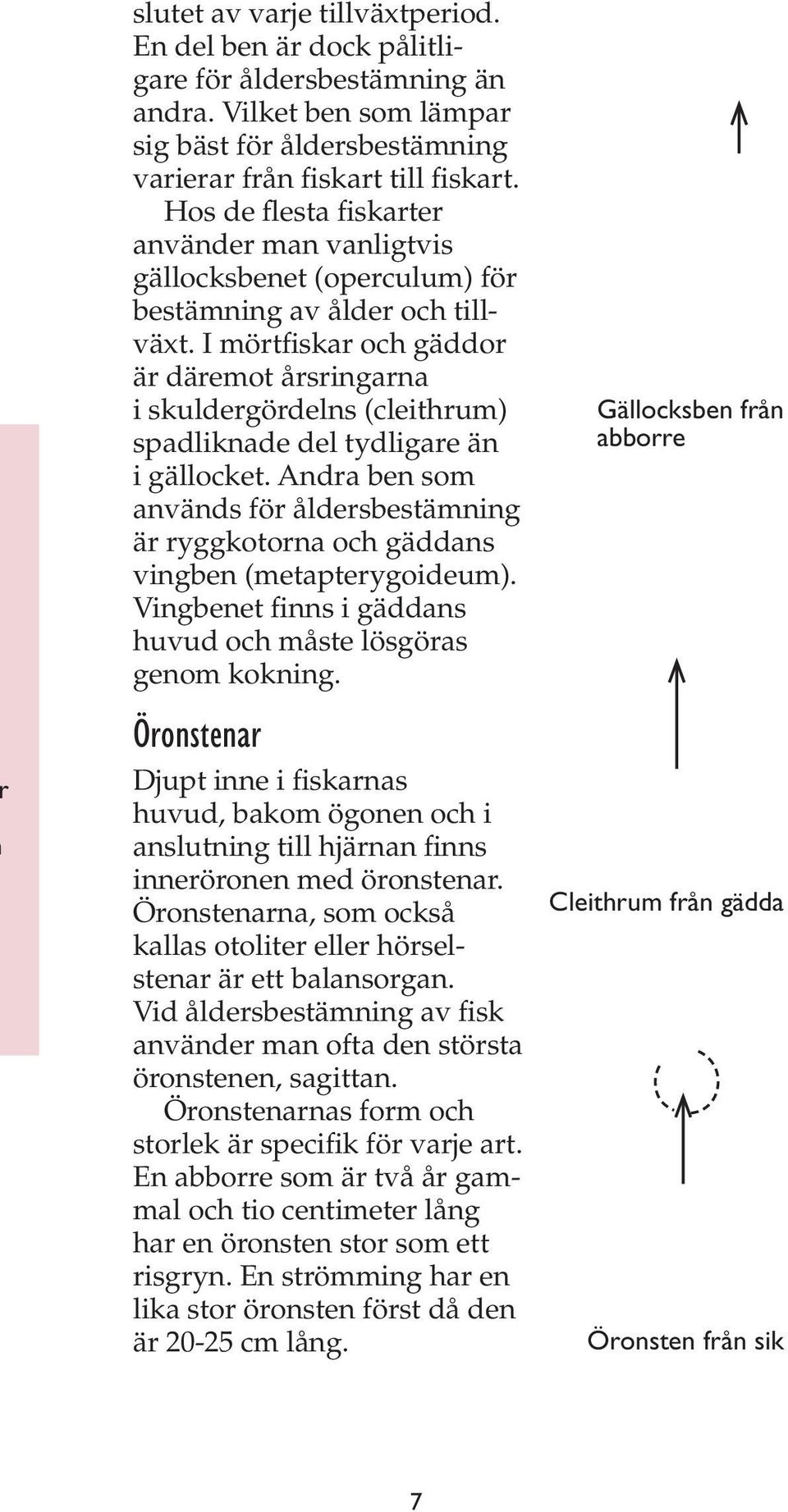 I mörtfiskar och gäddor är däremot årsringarna i skuldergördelns (cleithrum) spadliknade del tydligare än i gällocket.