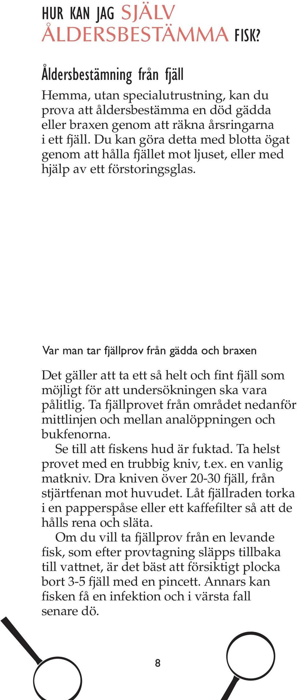 Var man tar fjällprov från gädda och braxen Det gäller att ta ett så helt och fint fjäll som möjligt för att undersökningen ska vara pålitlig.