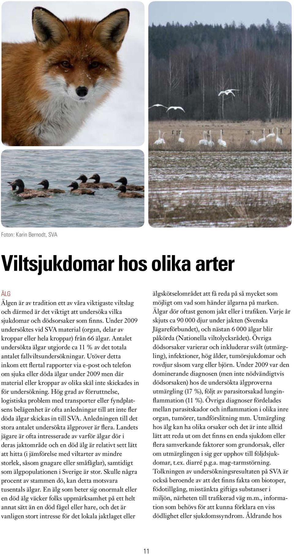 Utöver detta inkom ett flertal rapporter via e-post och telefon om sjuka eller döda älgar under 2009 men där material eller kroppar av olika skäl inte skickades in för undersökning.