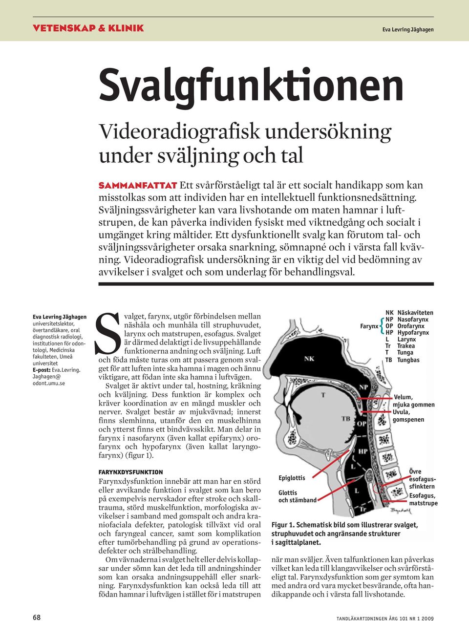 Ett dysfunktionellt svlg kn förutom tl- och sväljningssvårigheter orsk snrkning, sömnpné och i värst fll kvävning.