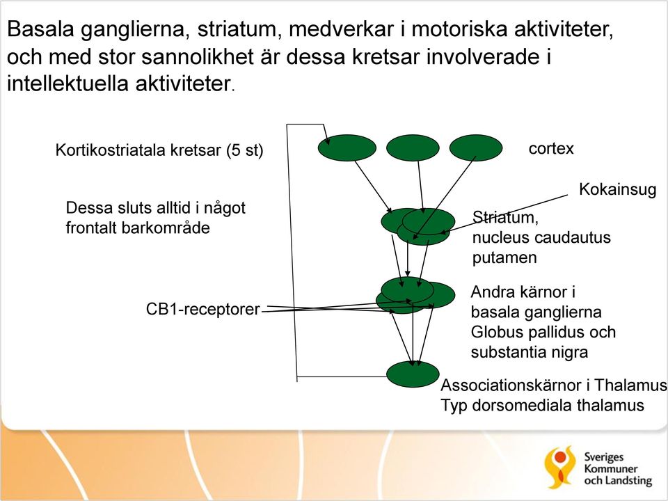 Kortikostriatala kretsar (5 st) Dessa sluts alltid i något frontalt barkområde CB1-receptorer cortex