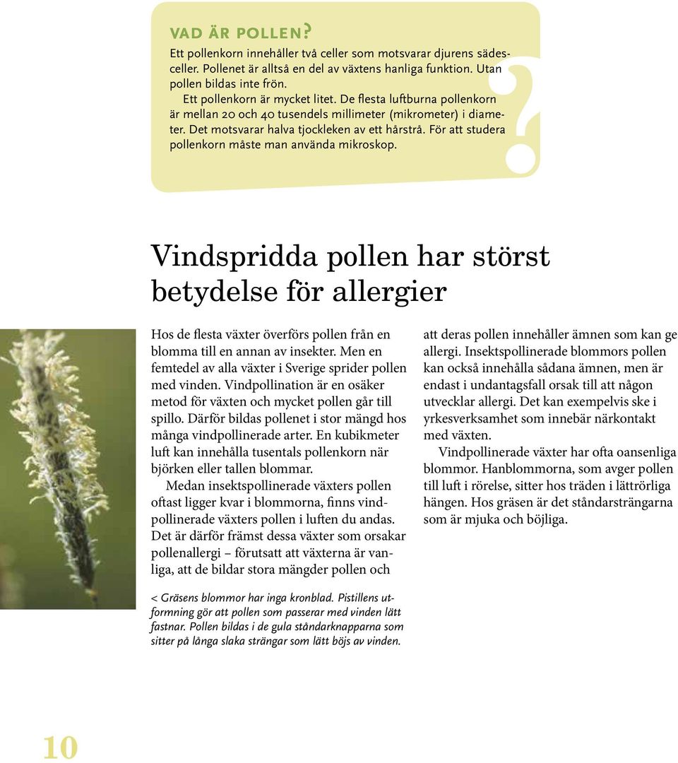 För att studera pollenkorn måste man använda mikroskop. Vindspridda pollen har störst betydelse för allergier Hos de flesta växter överförs pollen från en blomma till en annan av insekter.