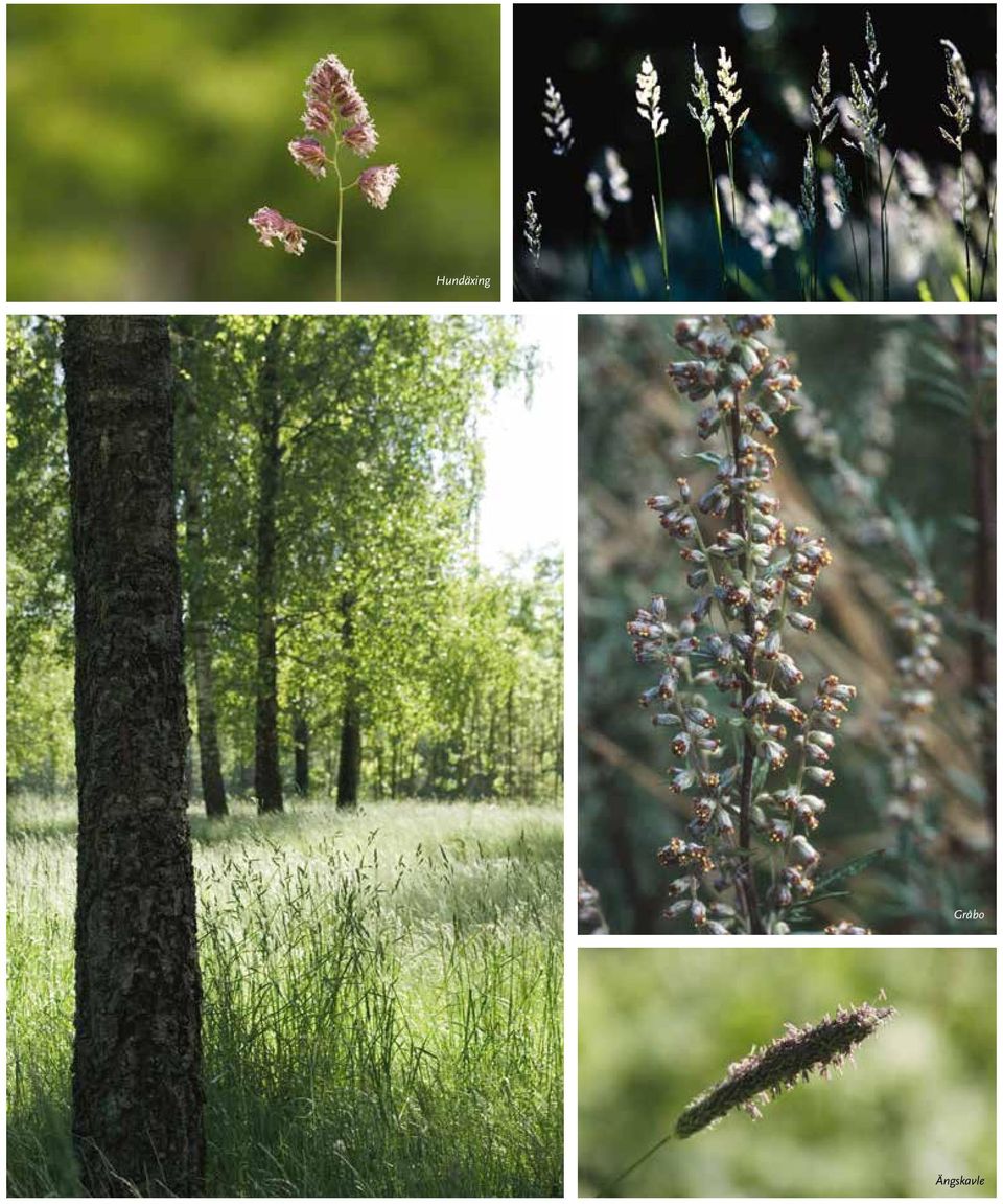 Ängskavle