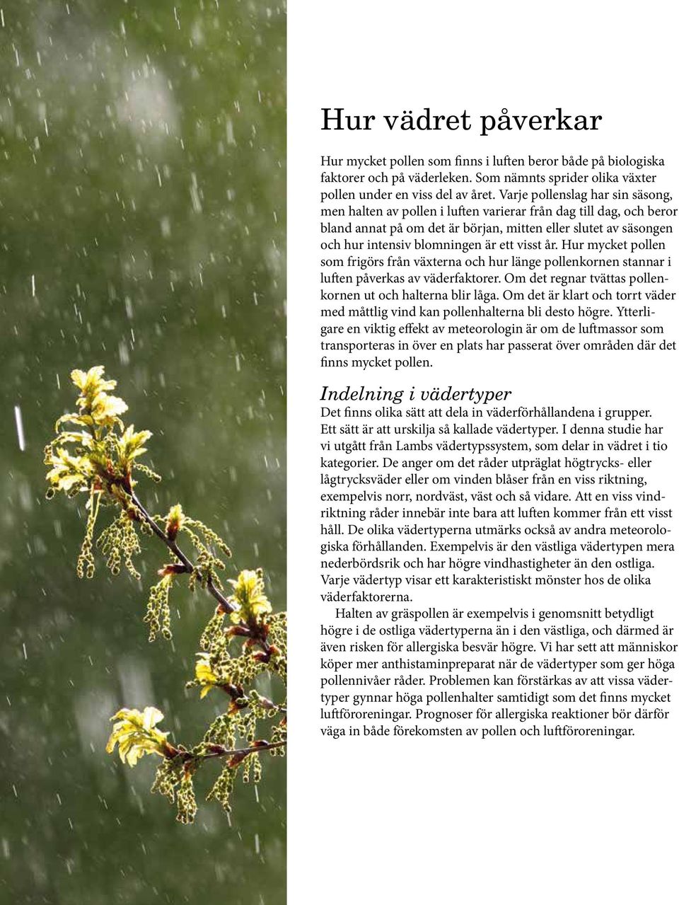 ett visst år. Hur mycket pollen som frigörs från växterna och hur länge pollenkornen stannar i luften påverkas av väderfaktorer. Om det regnar tvättas pollenkornen ut och halterna blir låga.
