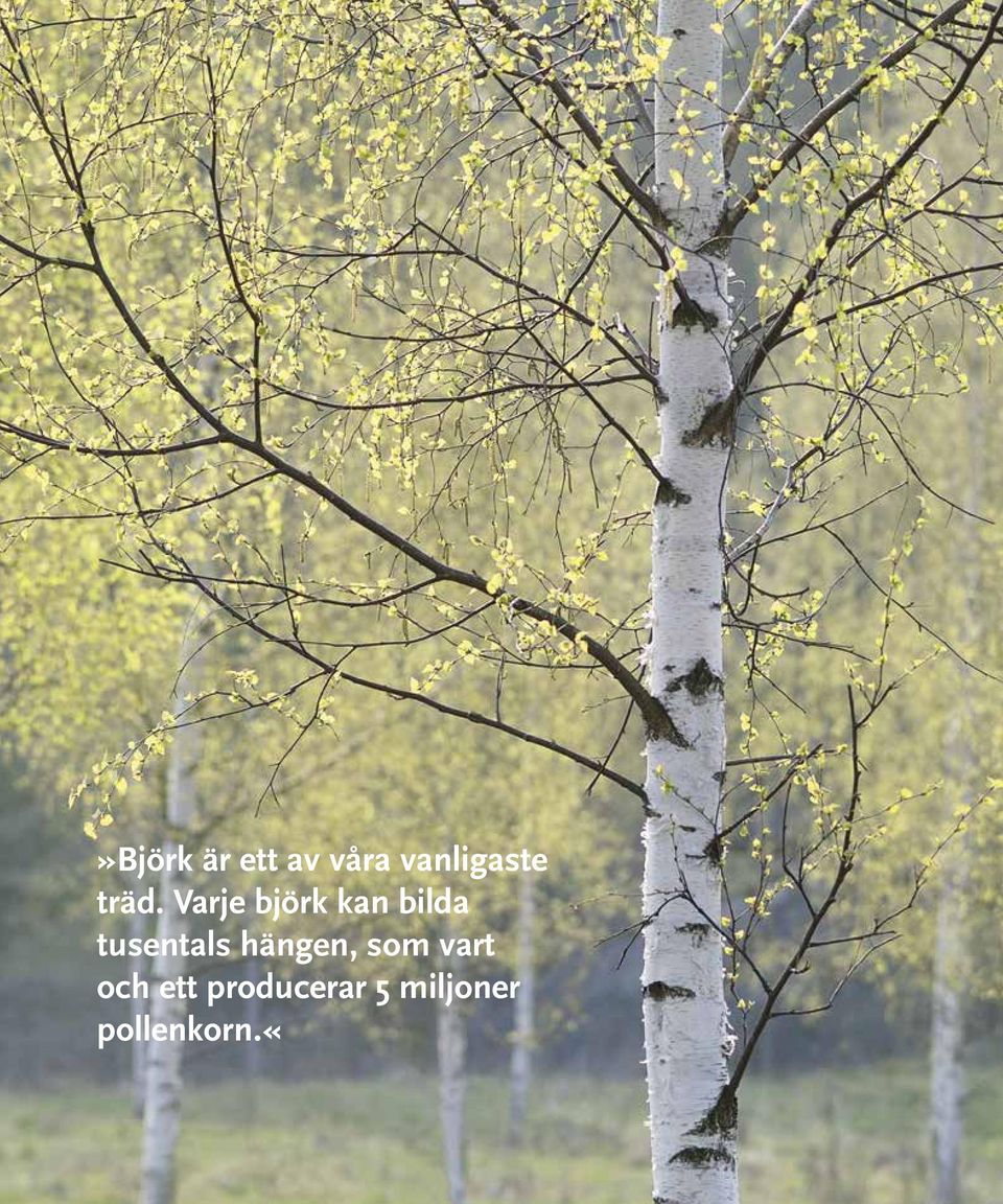 Varje björk kan bilda t usentals