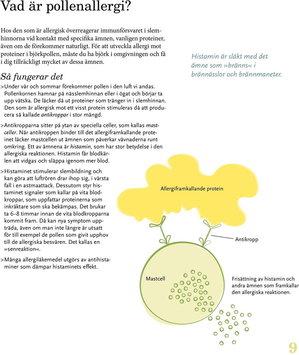 Så fungerar det > Under vår och sommar förekommer pollen i den luft vi andas. Pollenkornen hamnar på nässlemhinnan eller i ögat och börjar ta upp vätska.