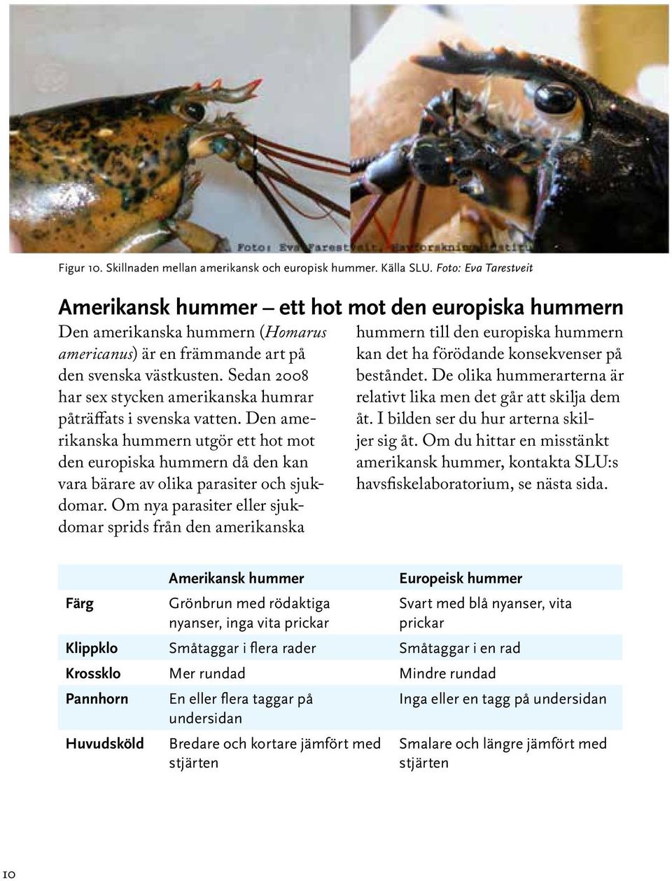 Sedan 2008 har sex stycken amerikanska humrar påträffats i svenska vatten. Den amerikanska hummern utgör ett hot mot den europiska hummern då den kan vara bärare av olika parasiter och sjukdomar.