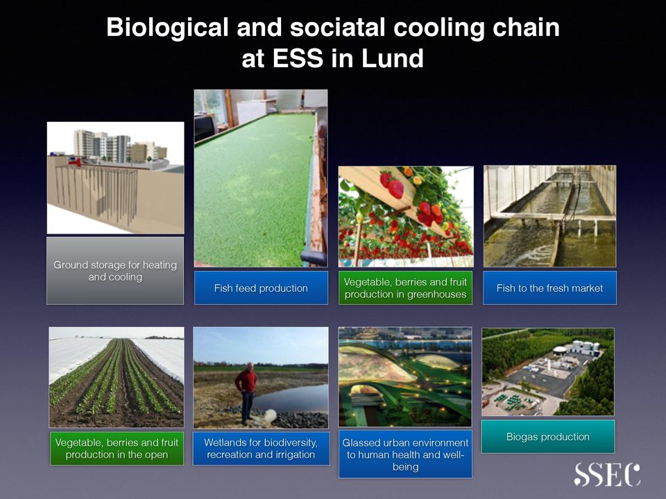 fresh market Vegetable, berries and fruit production in the open Wetlands for biodiversity,