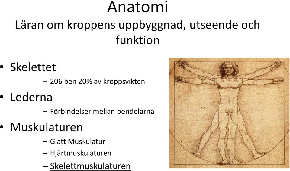 20% av kroppsvikten Förbindelser mellan bendelarna