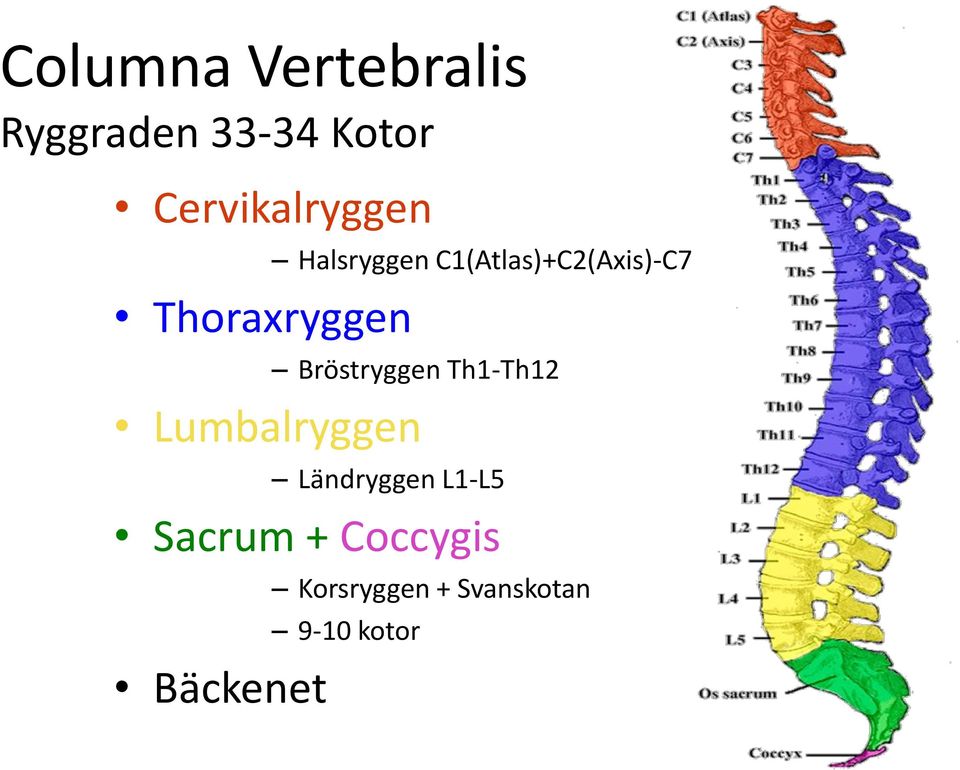 Thoraxryggen Bröstryggen Th1-Th12 Lumbalryggen