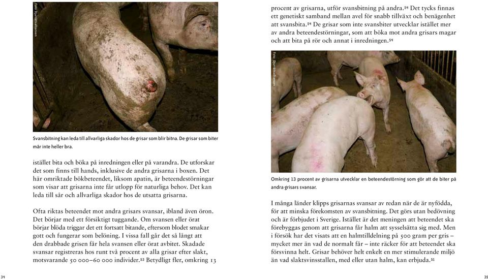 54 Foto: Djurrättsalliansen Svansbitning kan leda till allvarliga skador hos de grisar som blir bitna. De grisar som biter mår inte heller bra. istället bita och böka på inredningen eller på varandra.