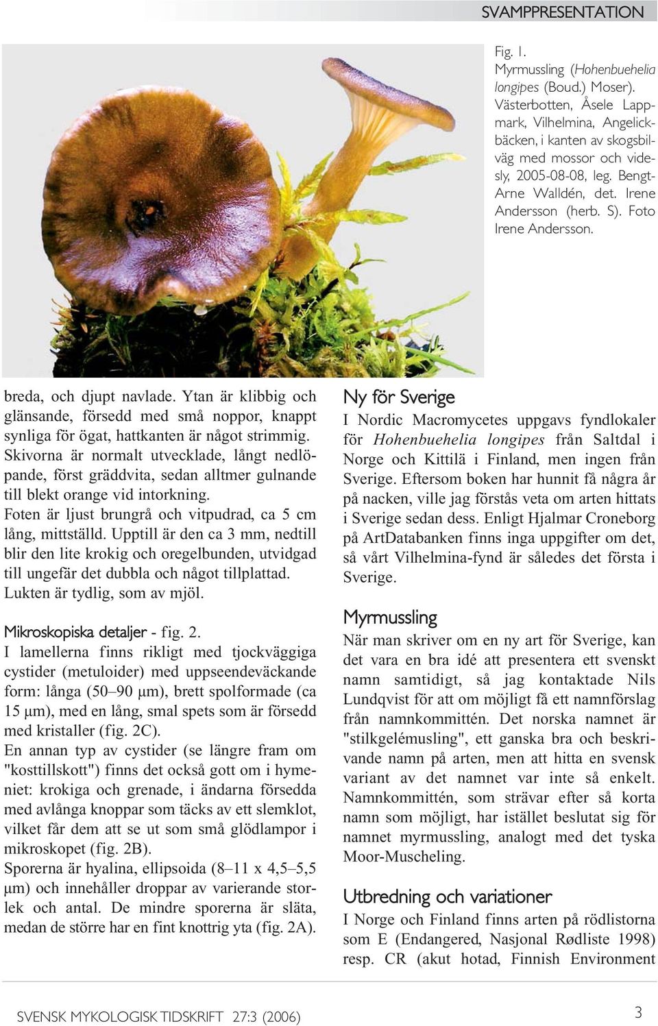 Ytan är klibbig och glänsande, försedd med små noppor, knappt synliga för ögat, hattkanten är något strimmig.