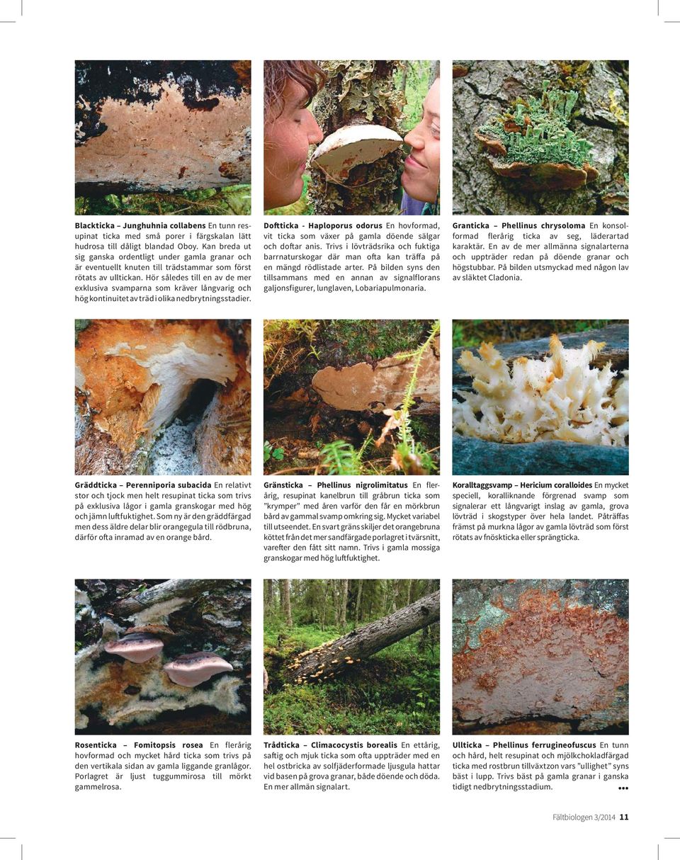 Hör således till en av de mer exklusiva svamparna som kräver långvarig och hög kontinuitet av träd i olika nedbrytningsstadier.