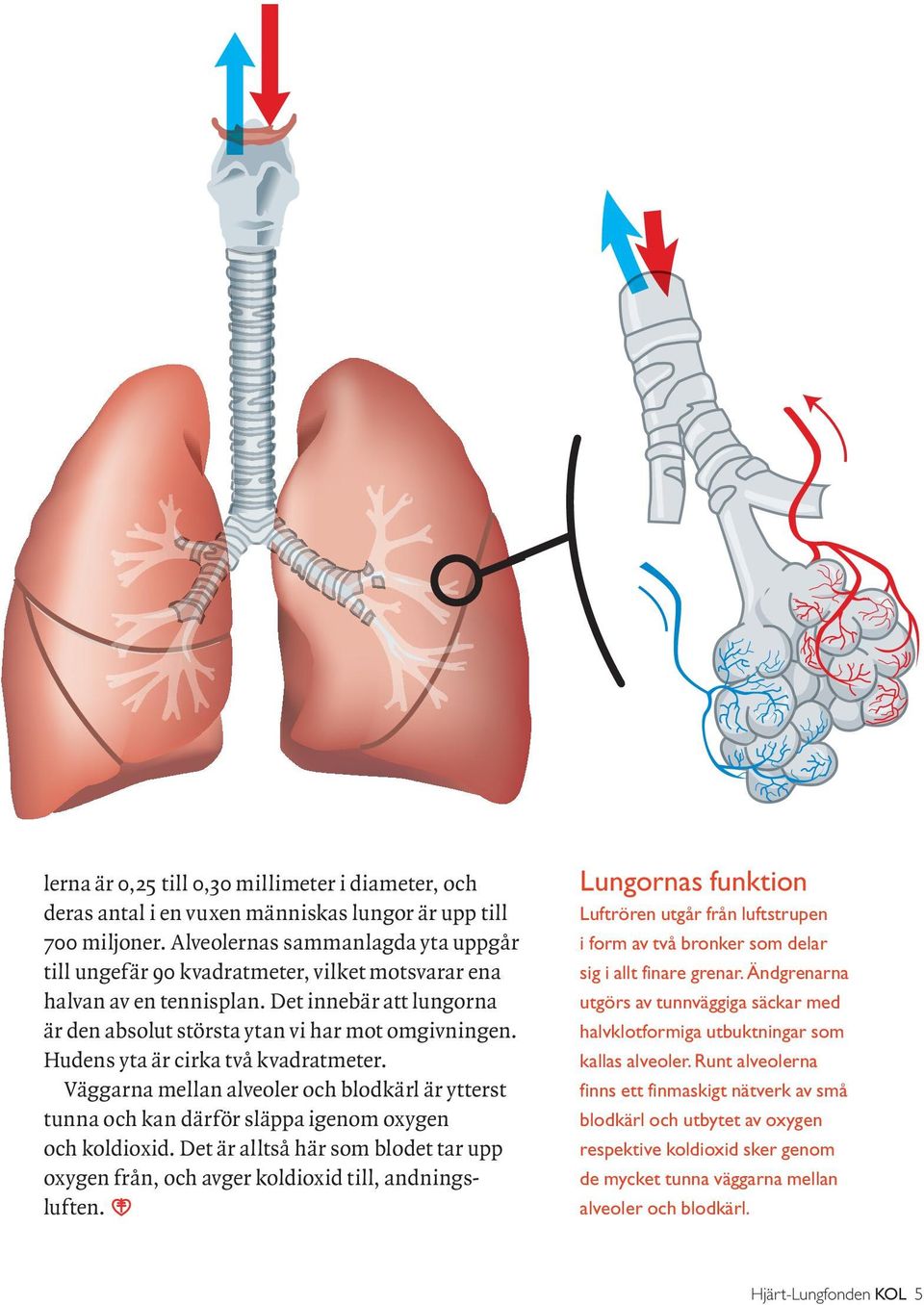Hudens yta är cirka två kvadratmeter. Väggarna mellan alveoler och blodkärl är ytterst tunna och kan därför släppa igenom oxygen och koldioxid.