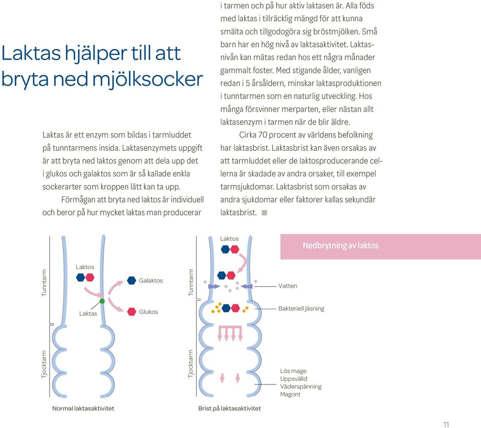 Förmågan att bryta ned laktos är individuell och beror på hur mycket laktas man producerar i tarmen och på hur aktiv laktasen är.