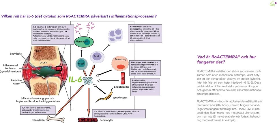 Autoantikroppar vänds mot kroppens egna celler och organ och bidrar därigenom till att driva inflammationen.