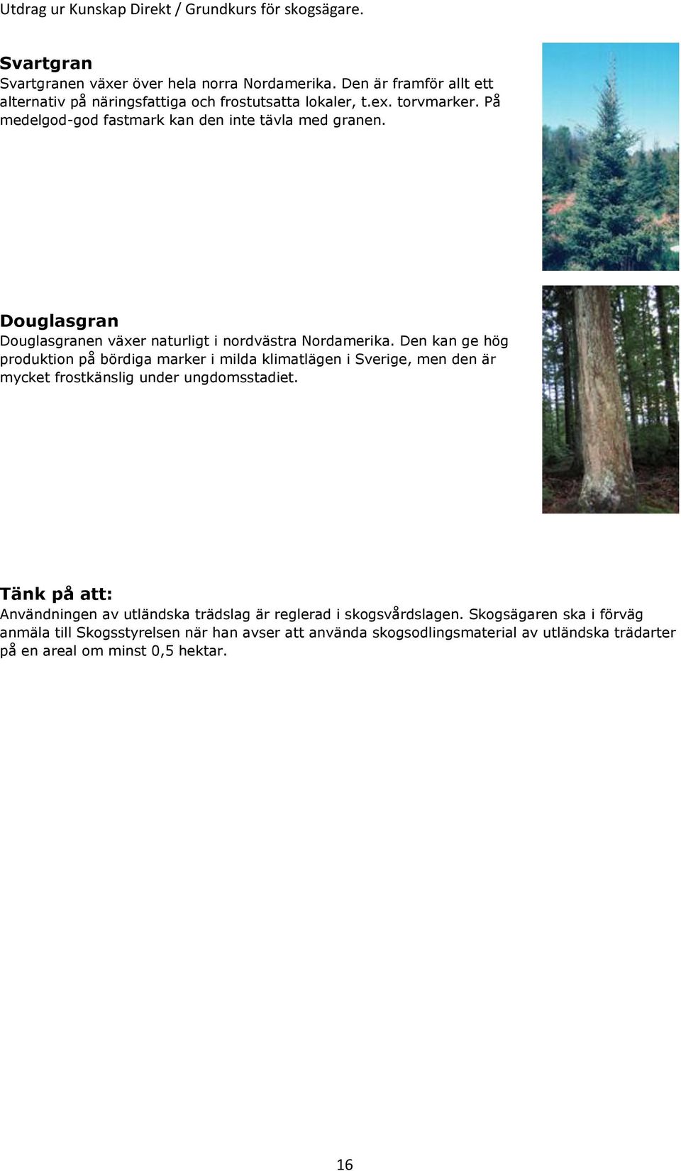 Den kan ge hög produktion på bördiga marker i milda klimatlägen i Sverige, men den är mycket frostkänslig under ungdomsstadiet.