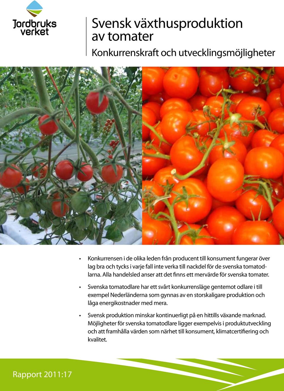 Svenska tomatodlare har ett svårt konkurrensläge gentemot odlare i till exempel Nederländerna som gynnas av en storskaligare produktion och låga energikostnader med mera.