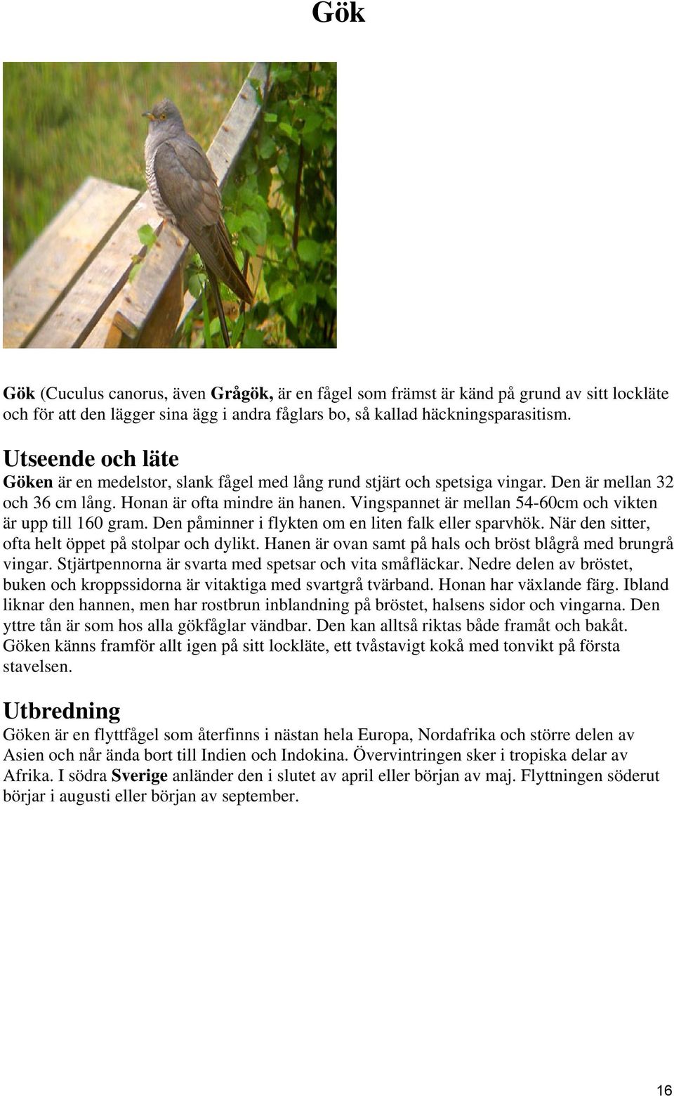 Vingspannet är mellan 54-60cm och vikten är upp till 160 gram. Den påminner i flykten om en liten falk eller sparvhök. När den sitter, ofta helt öppet på stolpar och dylikt.